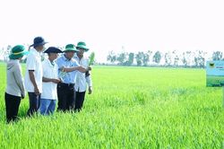 Bước ngoặt thay đổi của người nông dân trên vùng đất nhiễm phèn nặng