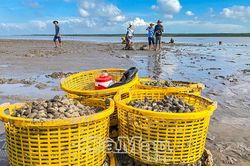 Thu hoạch nghêu ở Ðất Mũi