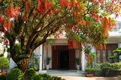 Có nên trồng cây Lộc Vừng trước nhà hay không?
