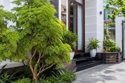 Có nên trồng cây đinh lăng trước cửa nhà?