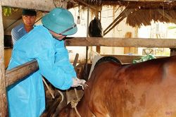 Quảng Ninh: Các địa phương bị phê bình do chậm triển khai tiêm phòng vật nuôi đợt 1
