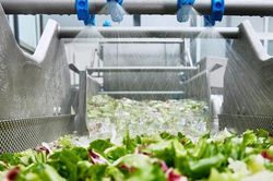 Công nghệ chế biến rau lá và salad hiện đại tối ưu năng suất sản xuất