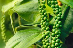 Giá tiêu hôm nay 6/7: Trong nước đi ngang, xuất khẩu ổn định