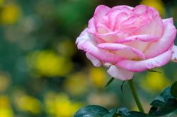 Tháng sinh Âm lịch 'vượng phát' của người tuổi Thân: Càng lớn tuổi càng nhiều tiền