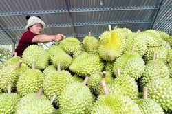 Doanh nghiệp xuất khẩu trái cây giảm áp lực về thời gian