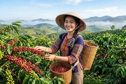 Giá cà phê hôm nay 7.7: Thị trường tạm nghỉ sau chuỗi tăng mạnh
