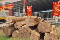 Gỗ lậu 'vi hành'