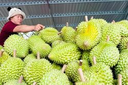 30 cơ sở được kiểm nghiệm Cadimi, 31 cơ sở được kiểm nghiệm chất Vàng O