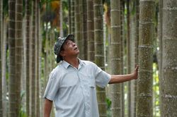Bỏ bưởi trồng cau, người đàn ông miền Tây thu hơn 1 tỷ đồng mỗi năm