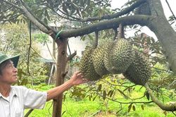 Sầu riêng nhiều vườn ở Đắk Lắk 'xấu mã', thương lái đổi cách mua