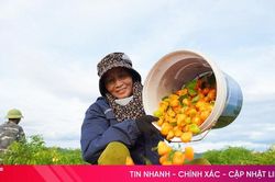 Giống ớt 'siêu cay' từ Mexico cho thu hoạch lứa đầu tiên ở Hà Tĩnh