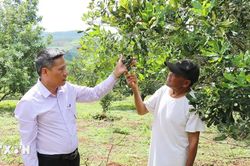 Cây mắcca tạo sinh kế bền vững cho vùng biên phía Tây Lâm Đồng