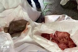 Gia Lai tạm giữ hơn 2 tấn mỡ, da động vật không rõ nguồn gốc