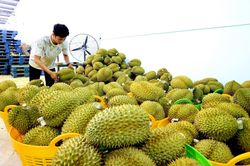 Tăng hậu kiểm, giảm thủ tục trong quản lý mã số vùng trồng