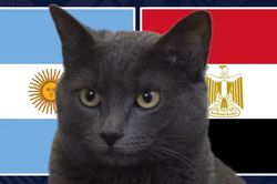Mèo 'tiên tri' dự đoán kết quả trận Argentina vs Ai Cập: Bản lĩnh nhà vô địch
