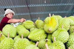 Công bố danh sách cơ sở được kiểm nghiệm Cadimi và chất Vàng xuất khẩu sầu riêng