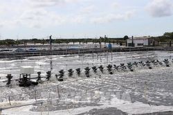 Vĩnh Long và khát vọng bứt phá từ những ao tôm công nghệ