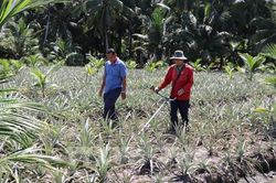 Vĩnh Long tăng giá trị đất nhờ mô hình 'lấy ngắn nuôi dài'