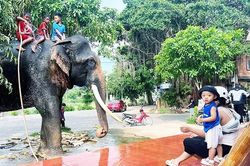 Bảo tồn voi và cả văn hóa về voi
