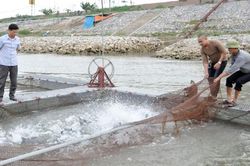 Bắc Ninh: Xây dựng và bảo vệ tài sản trí tuệ trong nông nghiệp