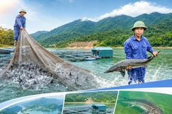 Nuôi cá tầm trên lòng hồ Đại tướng