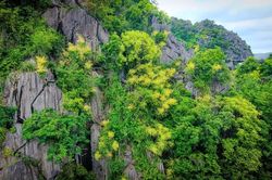 Ngắm hoa 'Phát tài núi' khoe sắc trên vịnh Hạ Long