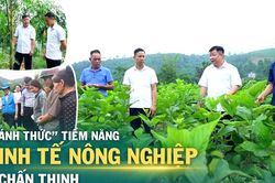 'Đánh thức' tiềm năng kinh tế nông nghiệp ở Chấn Thịnh