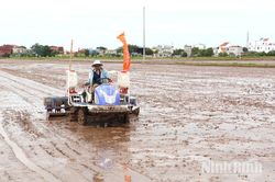 Trình diễn mô hình máy sạ cụm định vị kết hợp vùi phân bón