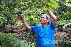 Phát triển vùng trồng cây đặc sản ở Đại Đình