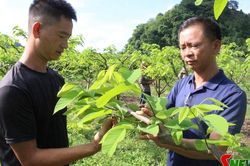 Hứa hẹn vụ na bội thu