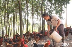 Tân Khánh nâng cao giá trị chăn nuôi từ liên kết chuỗi