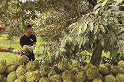 37 cơ sở kiểm nghiệm đạt chuẩn GACC, bảo đảm yêu cầu xuất khẩu nông sản