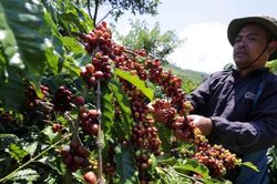 Giá cà phê nội địa đi ngang, giá thế giới tăng vọt