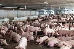 Khi năng lực sản xuất đ&atilde; đủ, đến l&uacute;c t&iacute;nh hạn ngạch chăn nu&ocirc;i trong nước