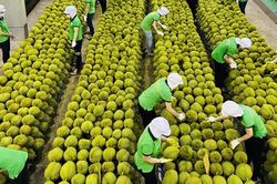 Công bố 37 cơ sở kiểm nghiệm chất Vàng O và Cadimi cho sầu riêng