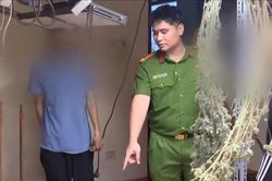 Triệt phá đường dây trồng và mua bán cần sa quy mô lớn