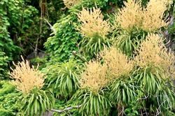 M&ugrave;a hoa phất dụ nở rộ tr&ecirc;n vịnh Hạ Long