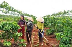 Đắk Lắk ban hành kế hoạch tái canh cà phê giai đoạn 2026-2030 theo định hướng bền vững