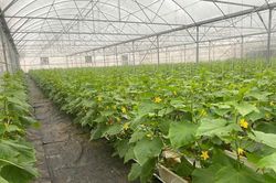 Bắc Ninh: Hơn 11.000 hội vi&ecirc;n n&ocirc;ng d&acirc;n được tập huấn c&ocirc;ng nghệ số