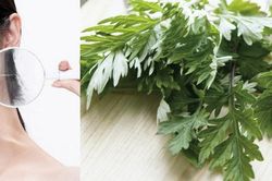 Cách trị mụn bằng ngải cứu hiệu quả an toàn không để lại vết thâm