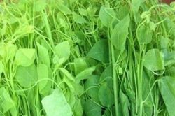 4 lợi ích khi ăn rau bò khai