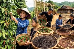 Giá hồ tiêu hôm nay 8.7: Bật tăng trở lại sau nhiều phiên chững giá