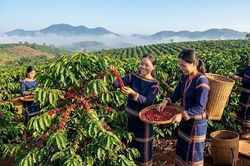Giá cà phê hôm nay 8.7: Tăng mạnh, áp sát 97.000 đồng/kg