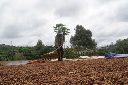 Gi&aacute; c&agrave; ph&ecirc; trong nước tăng s&aacute;t ngưỡng 100.000 đồng/kg