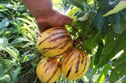 Cận cảnh loại quả giống hệt dưa nhưng lại là 'anh em ruột' của cà chua