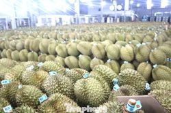 350.000 tấn sầu riêng Đắk Lắk nguy cơ bị 'tuýt còi' xuất khẩu