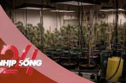 NHỊP SỐNG 24: Phương thức trồng cần sa tại nhà của nhóm đối tượng mới bị bắt giữ ở Hà Nội