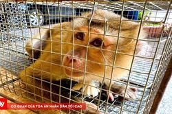 Người dân giao nộp 2 cá thể khỉ quý hiếm