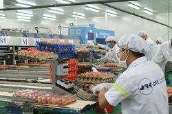 Ngân hàng bán cổ phần DN sở hữu nhà máy trứng gà sạch từng lớn nhất nước
