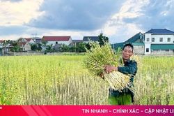 Mùa vừng ở xã Đức Quang - từ cánh đồng đến sản phẩm OCOP